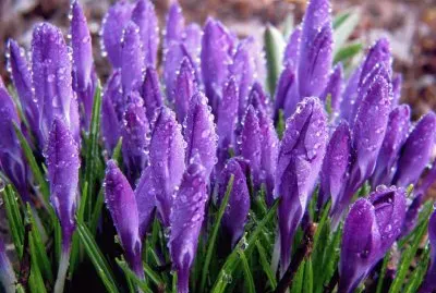 Morning Dew on Purple Spring Blossoms