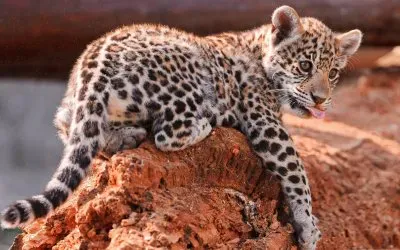 Jaguar Cob