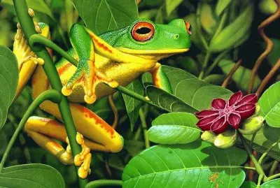 Frog between the leaves