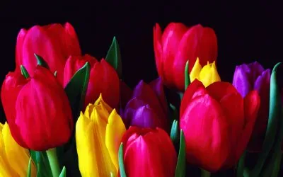 Dutch Tulips