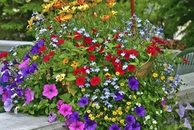 Flores do campo no Jarro