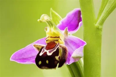 OPHRYS APIFERA jigsaw puzzle