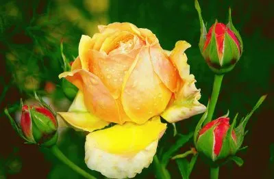 Roses jigsaw puzzle