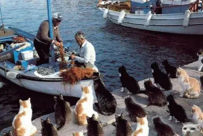 gatos