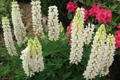 lupins