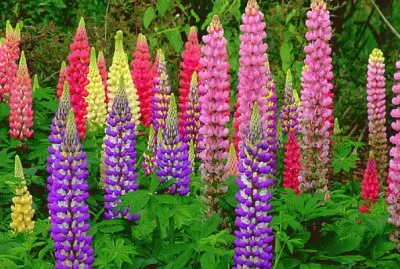 lupins