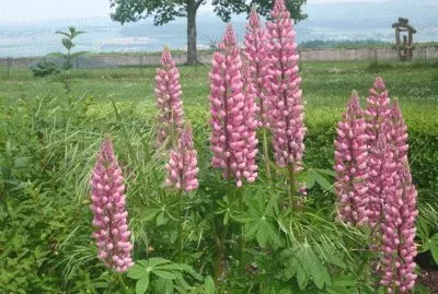 פאזל של lupins