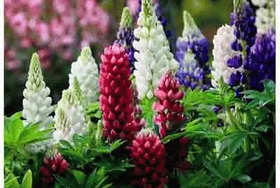 lupins