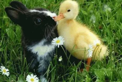 animais