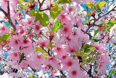 fleurs de pÃªcher jigsaw puzzle