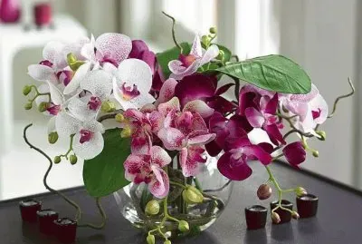 fleurs: orchidÃ©es