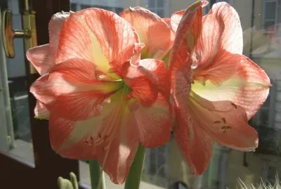 AMARYLLIS