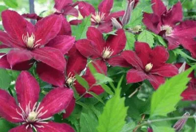 fleurs: clematite jigsaw puzzle