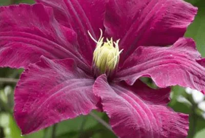 fleurs: clematite jigsaw puzzle