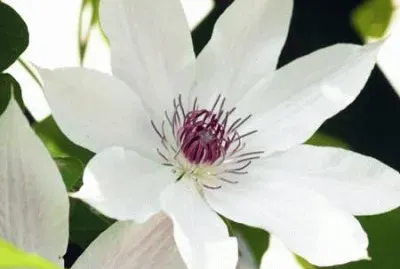 fleurs: clematite jigsaw puzzle