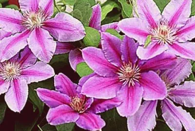 fleurs: clematite