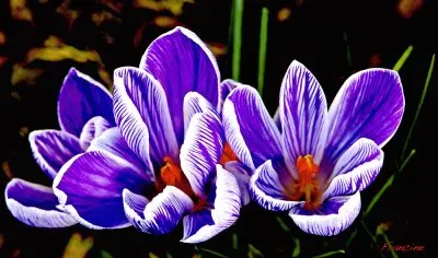 fleurs: crocus jigsaw puzzle