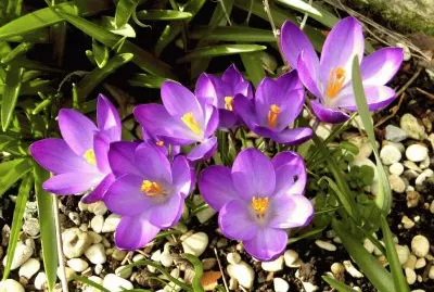fleurs: crocus