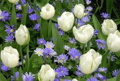White Tulips and blue Gerbera 's