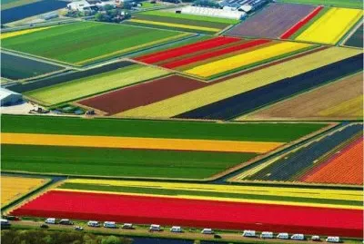 Tulip fields near Amsterdam Schiphol int. airport
