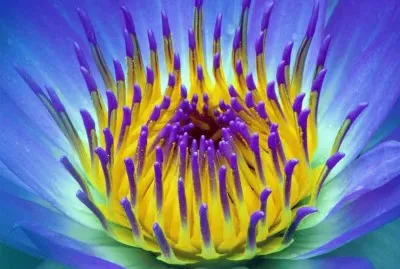 Water Lily