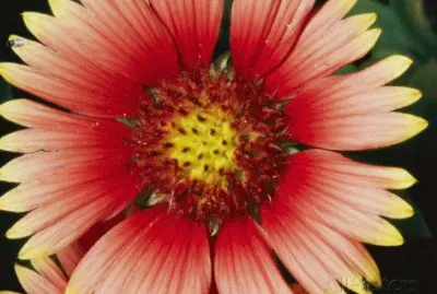 A close view of a Cactus Flower