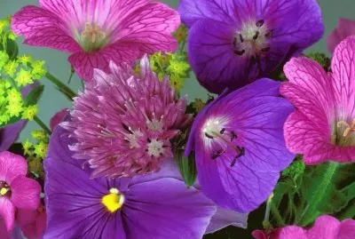 Flowers Patterns