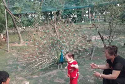 å½¤å½¤å’Œå­”é›€