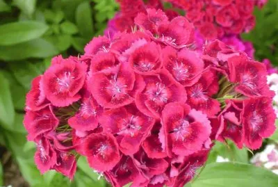 oeillets de poÃªte