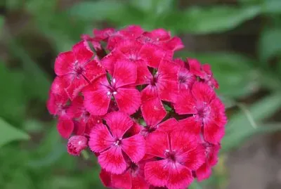 oeillets de poÃªte jigsaw puzzle