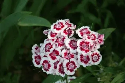 oeillets de poÃªte jigsaw puzzle