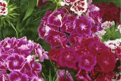 oeillets de poÃªte jigsaw puzzle