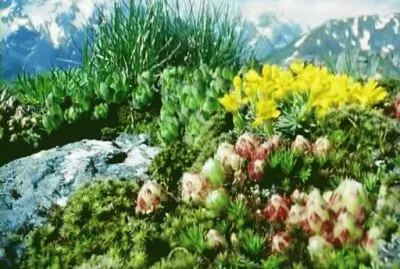 spring 37 jigsaw puzzle
