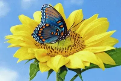 Butterfly and Flower