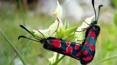 Himalaya Butterflies
