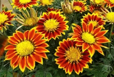 Gazanias Flowers