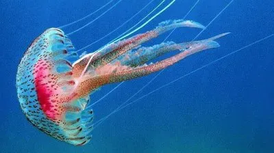 פאזל של medusa