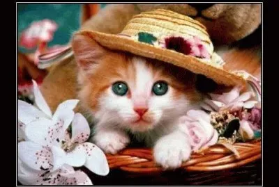 BELLO