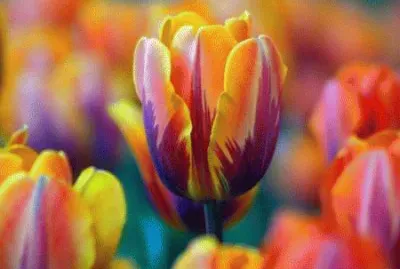Colorful Tulips
