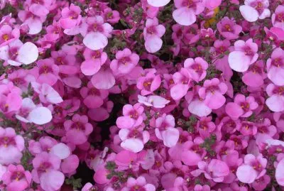 diascia