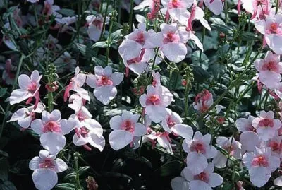diascia
