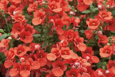 diascia jigsaw puzzle