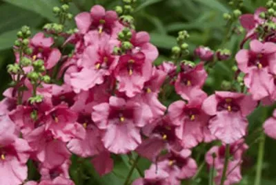 diascia jigsaw puzzle