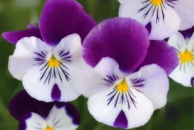 פאזל של Pensamientos