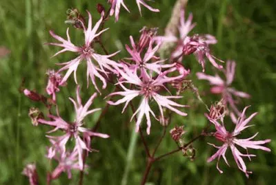 fleurs de coucou jigsaw puzzle