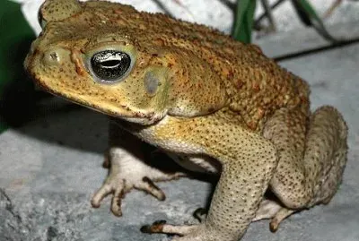 MARSU