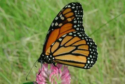 MPARSU jigsaw puzzle