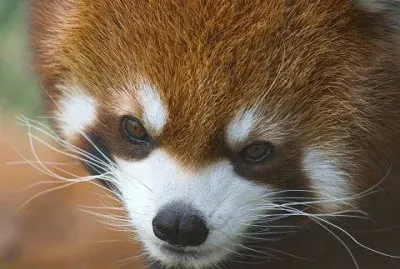 MARSU