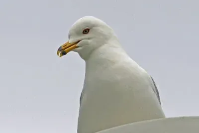 MARSU