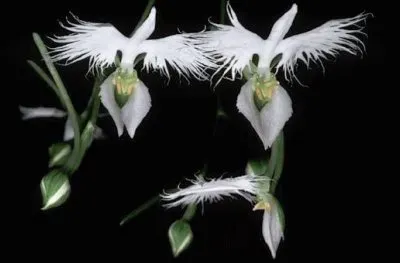 fleurs: orchidÃ©e colombe jigsaw puzzle